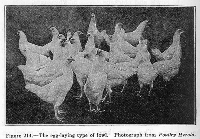 Types and Breeds of Poultry - Small Farmer's JournalSmall Farmer's Journal