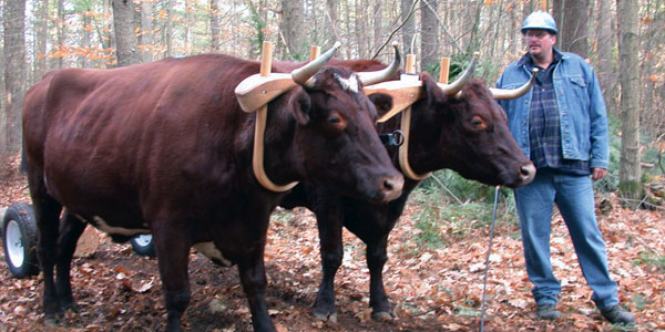 Logging with Oxen in New Hampshire