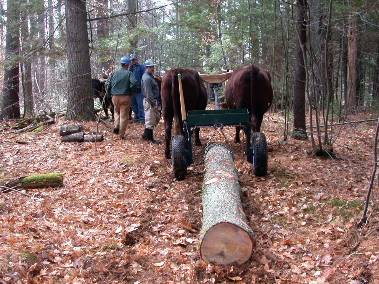 Logging with Oxen in New Hampshire