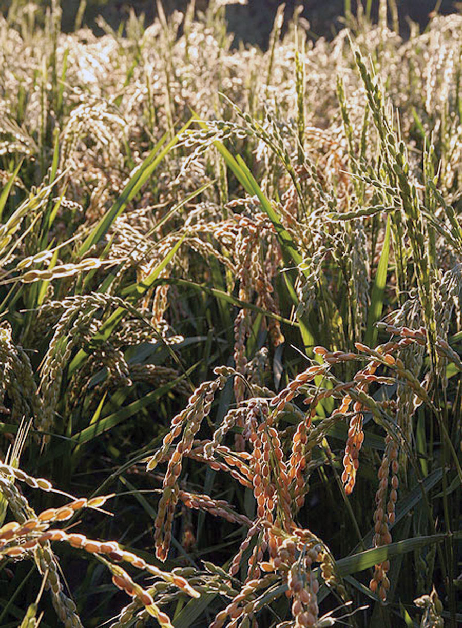 Rice as a New Staple Crop for Very Cold Climates