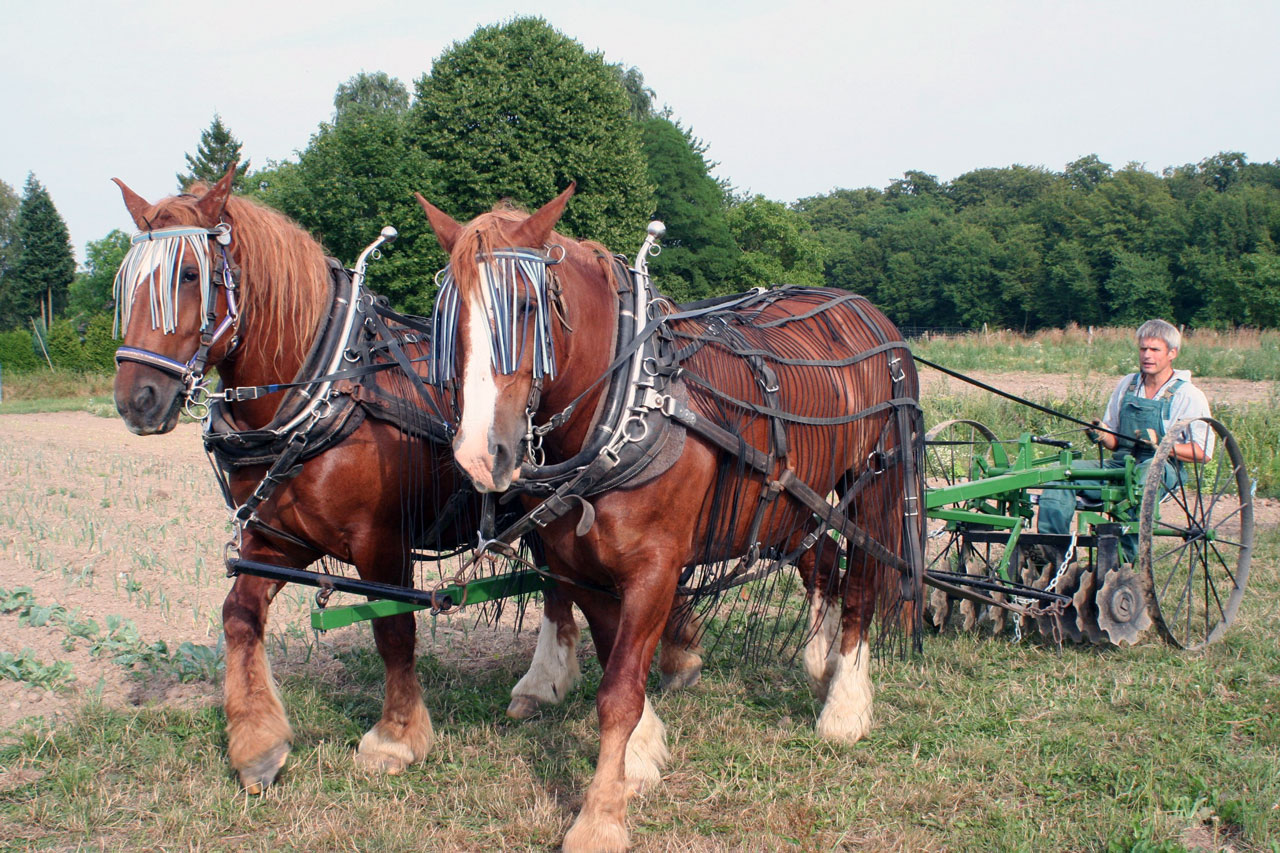 Horse Labor Instead of Tractors – Small Farmer's Journal