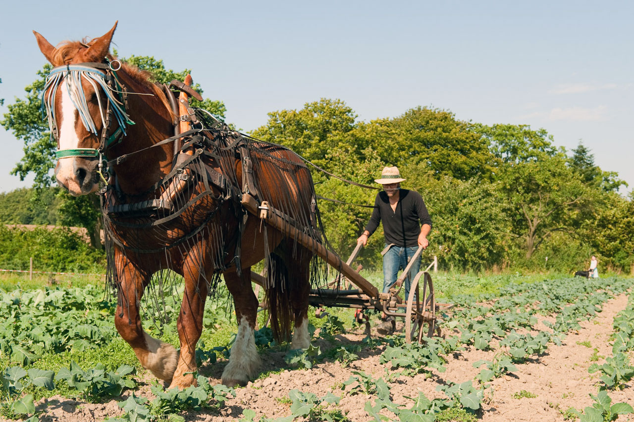 Horse Labor Instead of Tractors