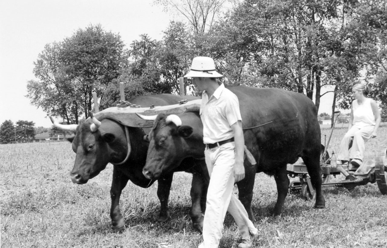 Working Steers and Oxen on the Small Farm