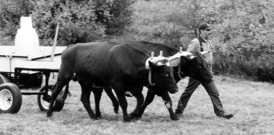 Working Steers and Oxen on the Small Farm
