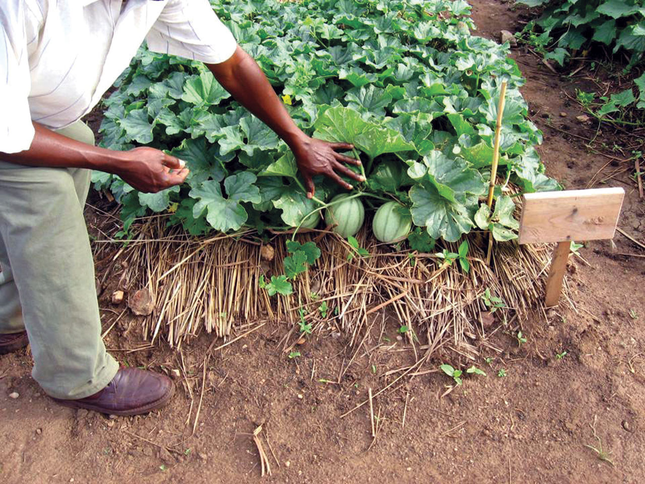 Congo Farm Project