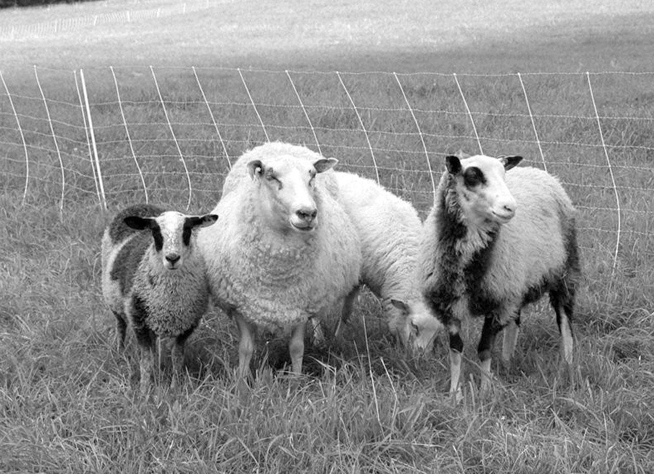Finnsheep Sheep for all Economic Seasons