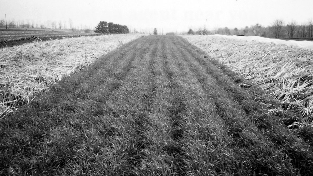Cultivating Questions Winterkilled Cover Crops for a Mild Climate Part 2