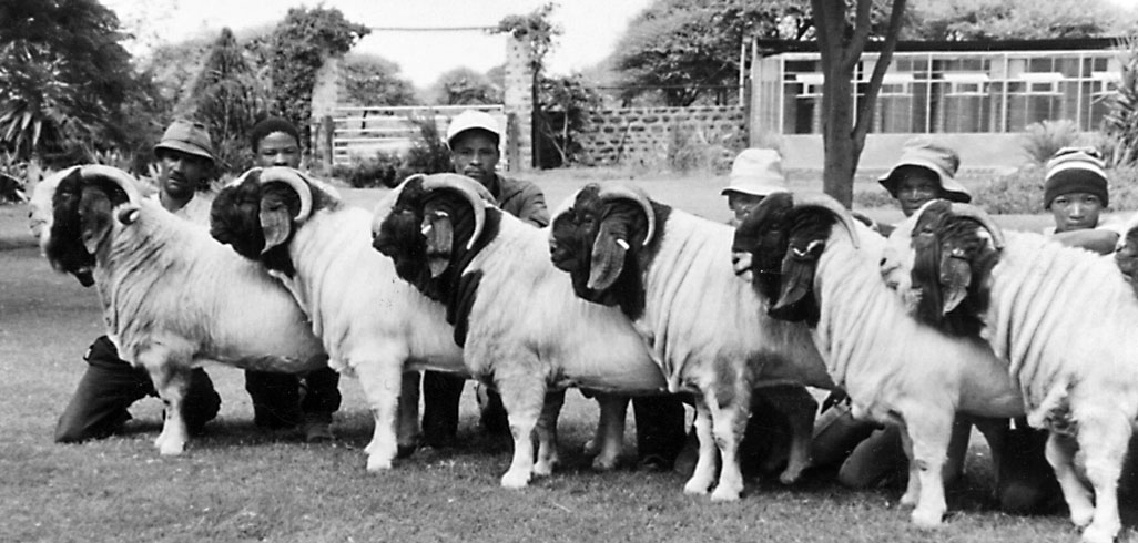 Boer Goats
