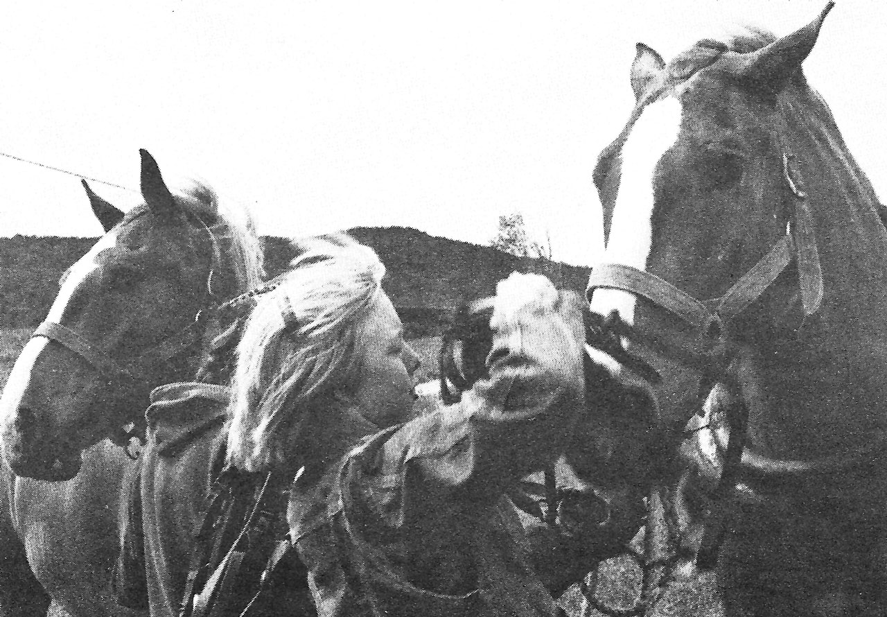 New York Horsefarmer Ed Button and his Belgians