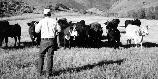 Cattle Handling Part 2 Use Good Cow Sense When Handling Cattle
