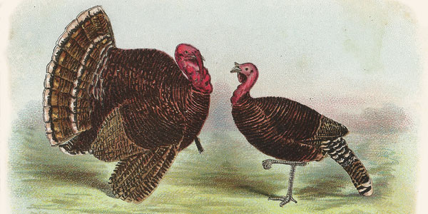 Methods of Feeding Turkeys