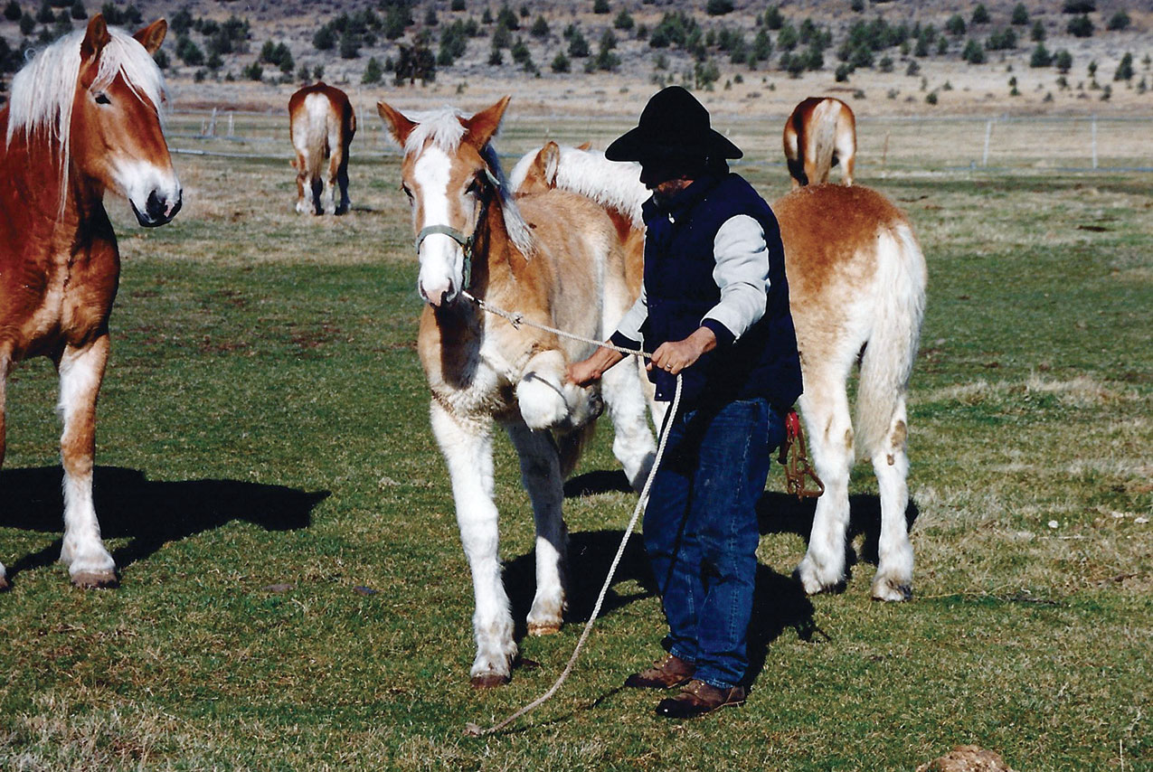 Haltering Foals - Training Workhorses Training Teamsters