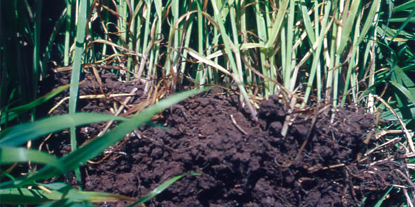 The Functions and Value of Soil Bacteria