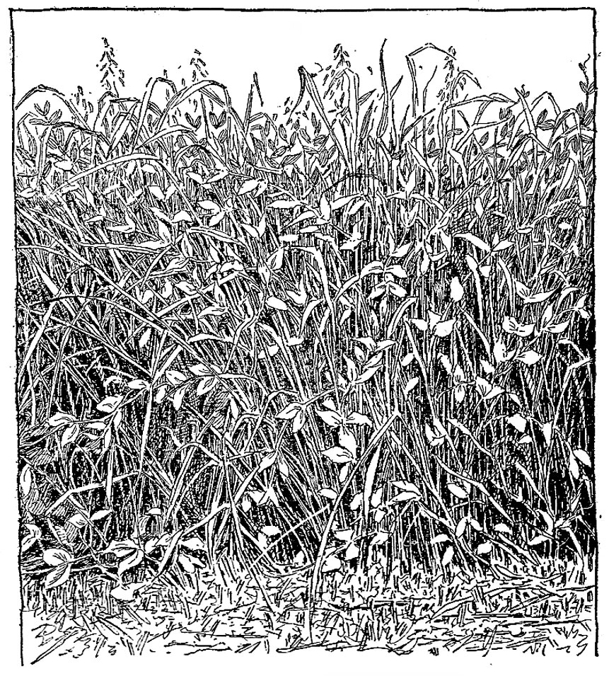 Peas as a Field Crop