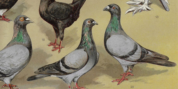 Pigeon Raising and Squab Production
