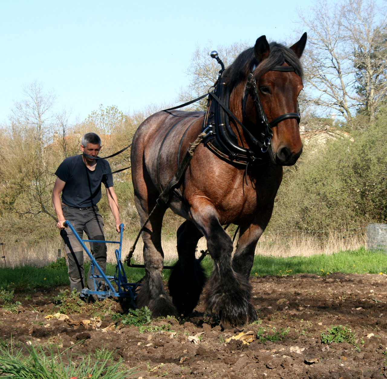 Fjordworks Market Gardening with a Single Horse
