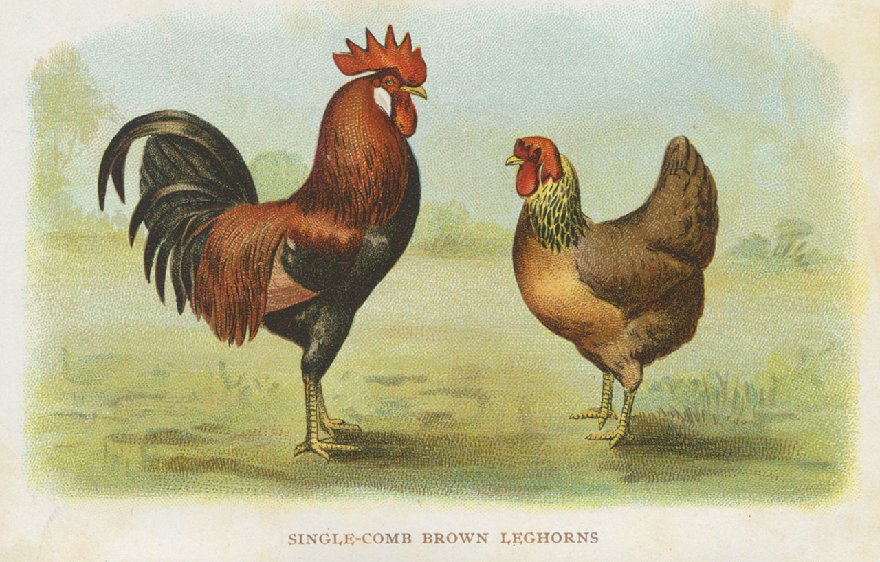 Heritage Breed Meat Chickens