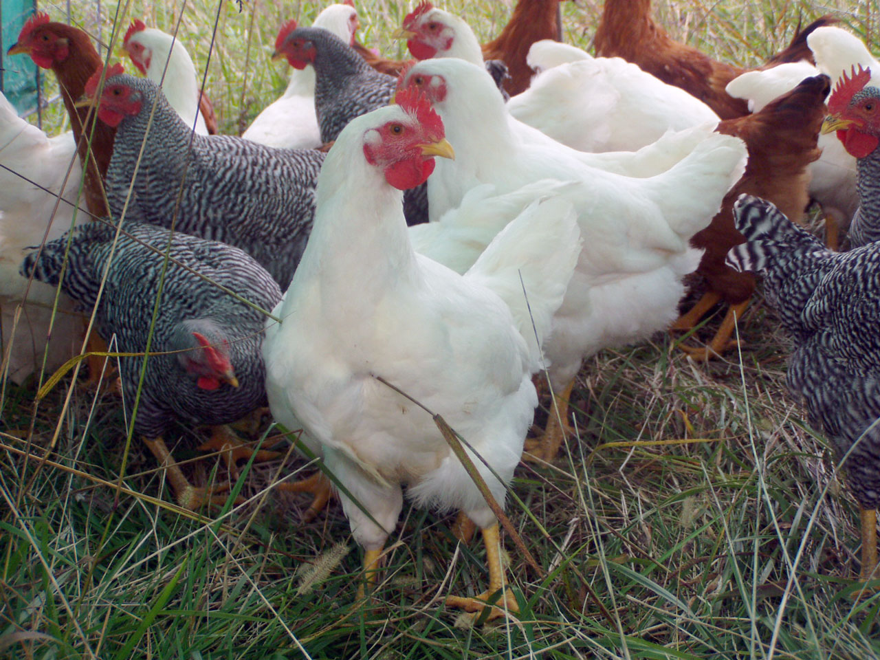 Heritage Breed Meat Chickens