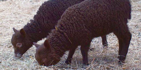 Shetland Sheep A Breed Worth Saving