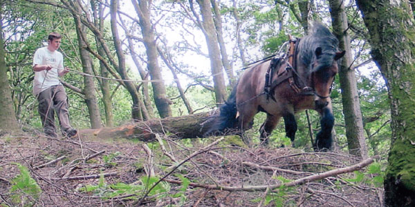 Horselogging in Yewdale