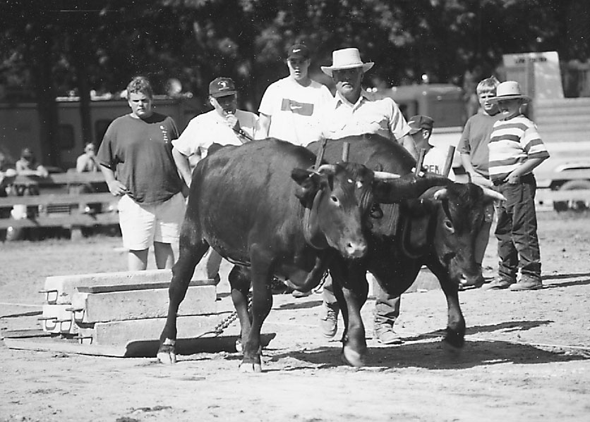 Pennsylvania Oxen Revisited