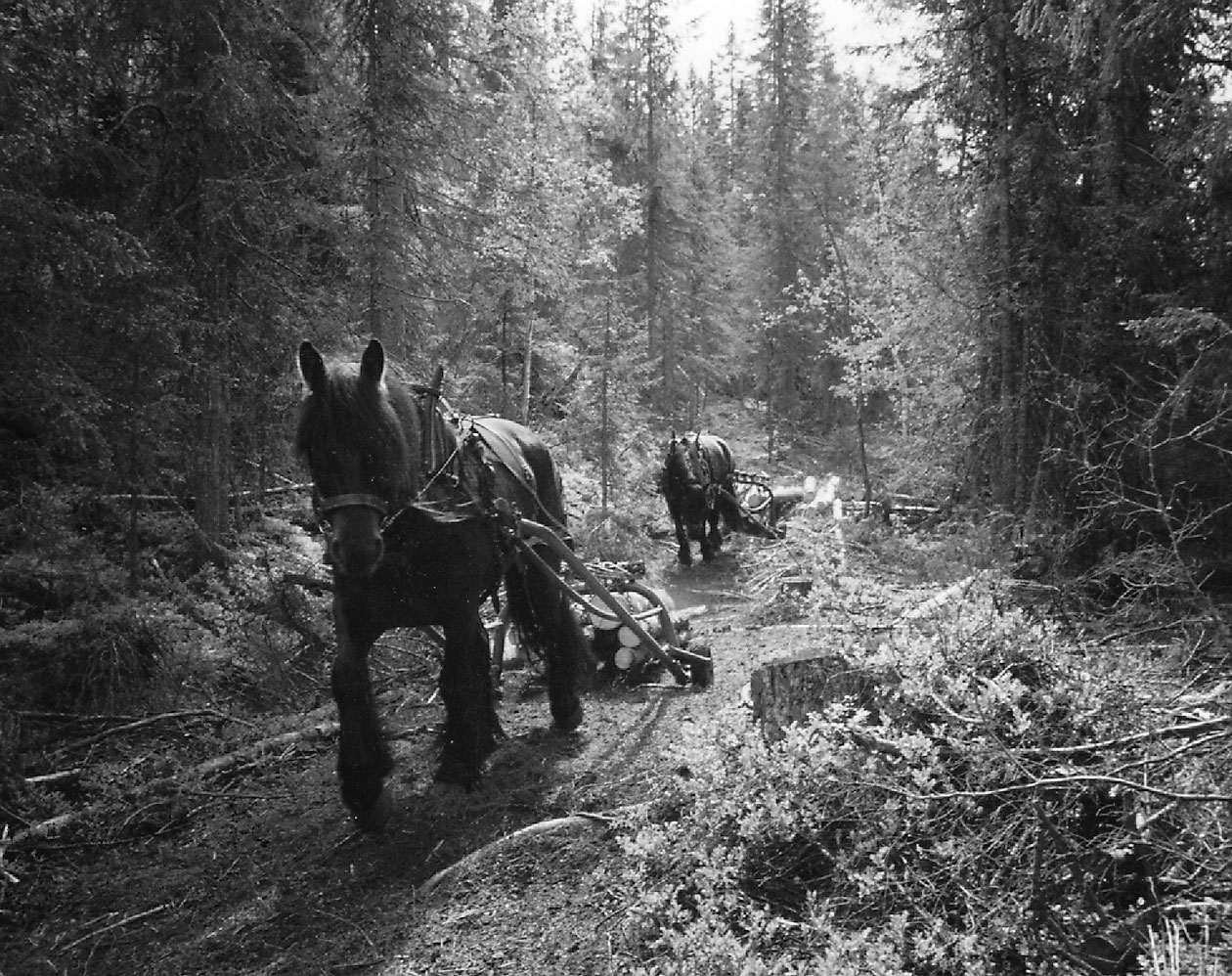 Workhorses in Norway
