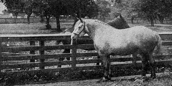 Three Percheron Mares and the Men they Made
