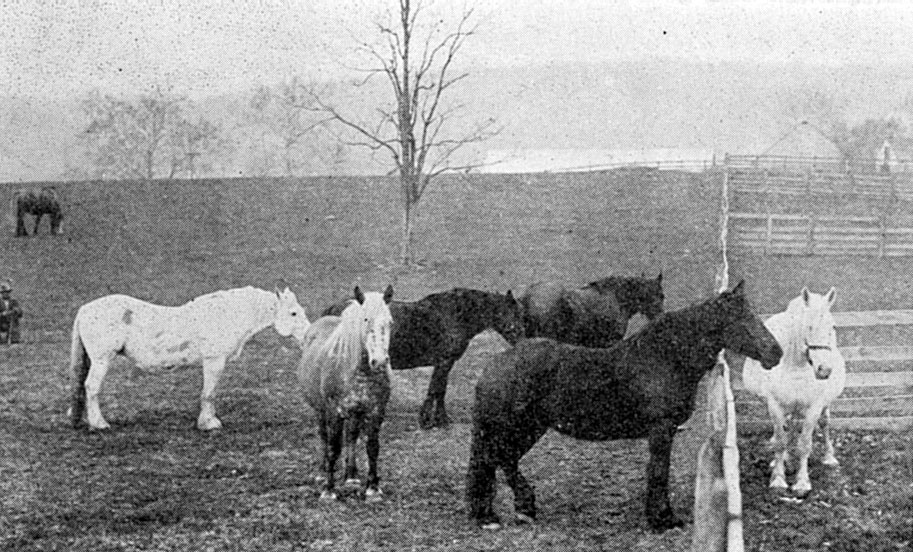 Three Percheron Mares and the Men they Made