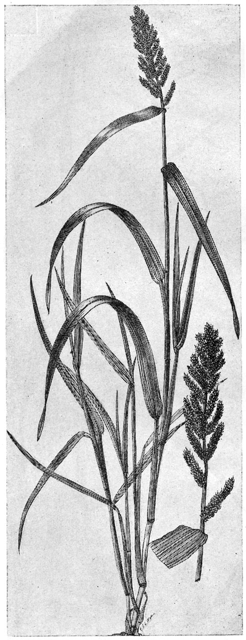 Important Cultivated Grasses