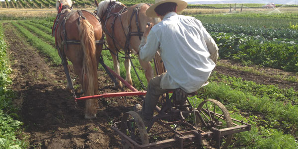 Between Ourselves and Our Land Horsepowered Root Digger