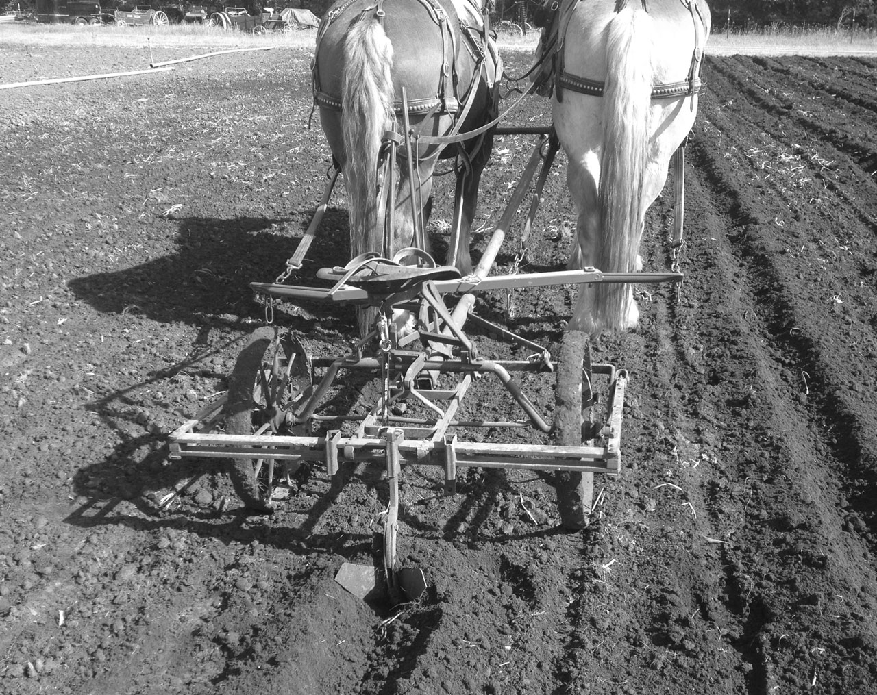 Between Ourselves and Our Land Horsepowered Root Digger