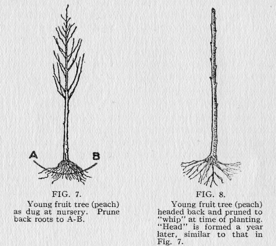The Little Pruning Book