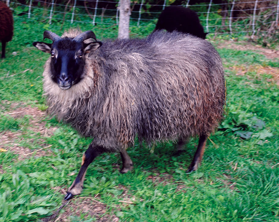 Icelandic Sheep for the Small Farm