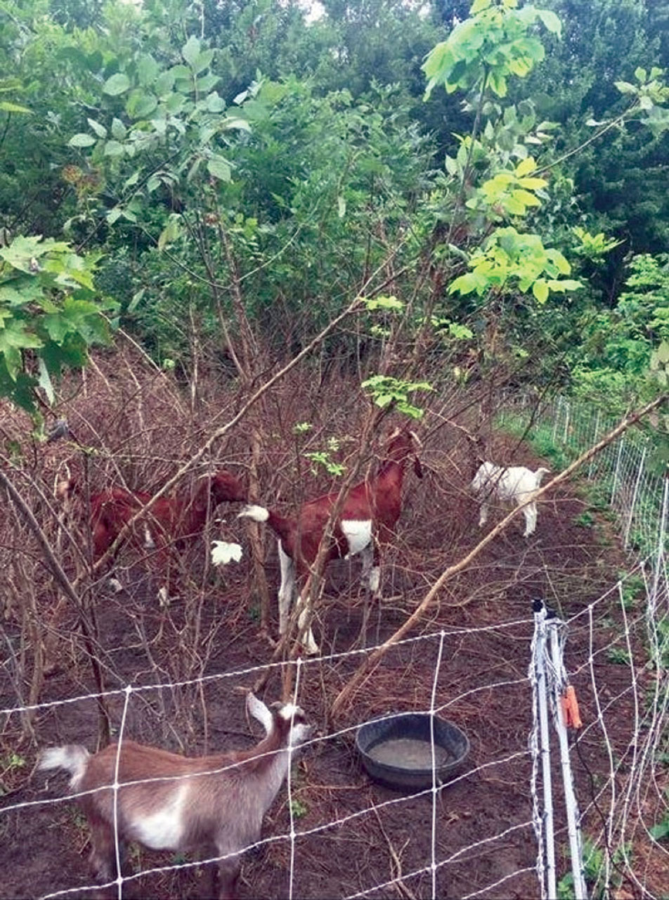 My Goatscaped Lawn Turned Farm