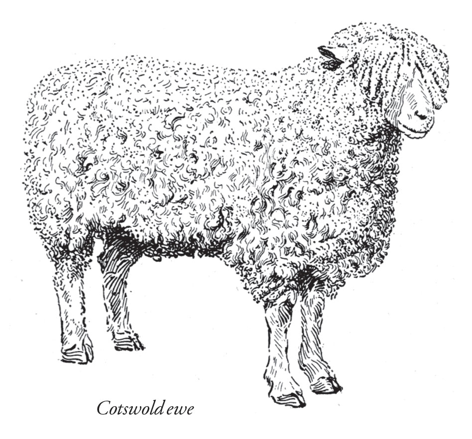 Farm Sheep Raising for Beginners