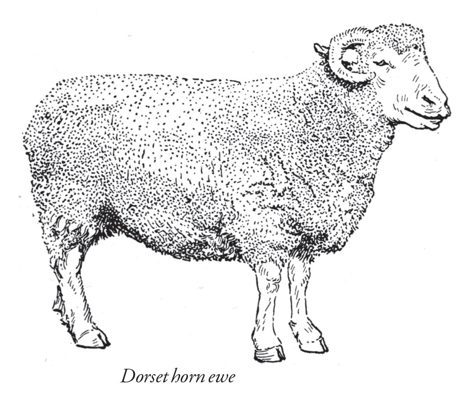 Farm Sheep Raising for Beginners