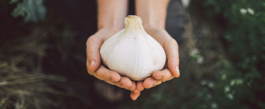 6 Mistakes to Avoid When Planting Garlic