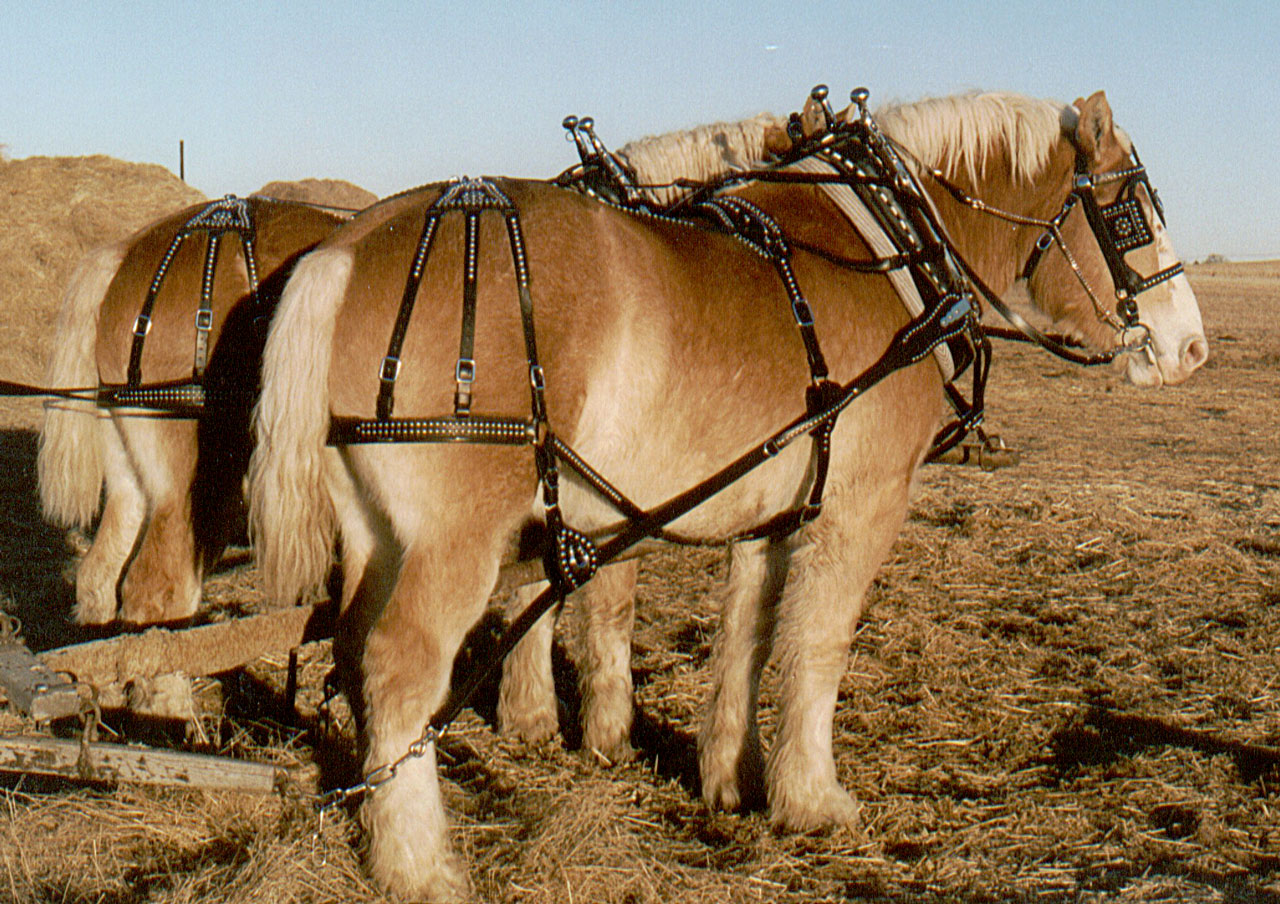Harnessing Horsepower