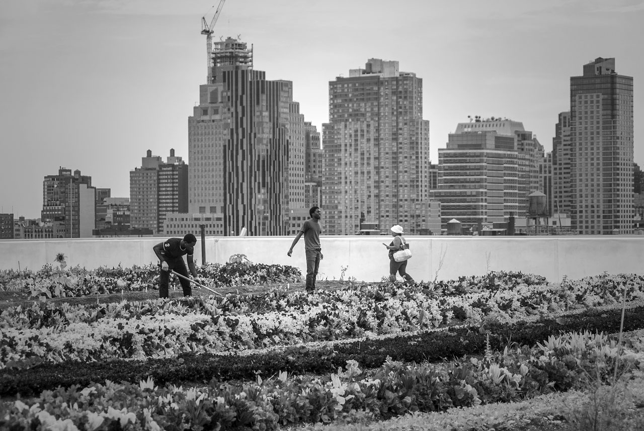 Rooftop Farming Provides Solace & Opportunity