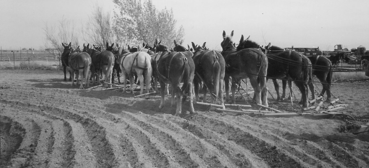 Plowing Big with Mules