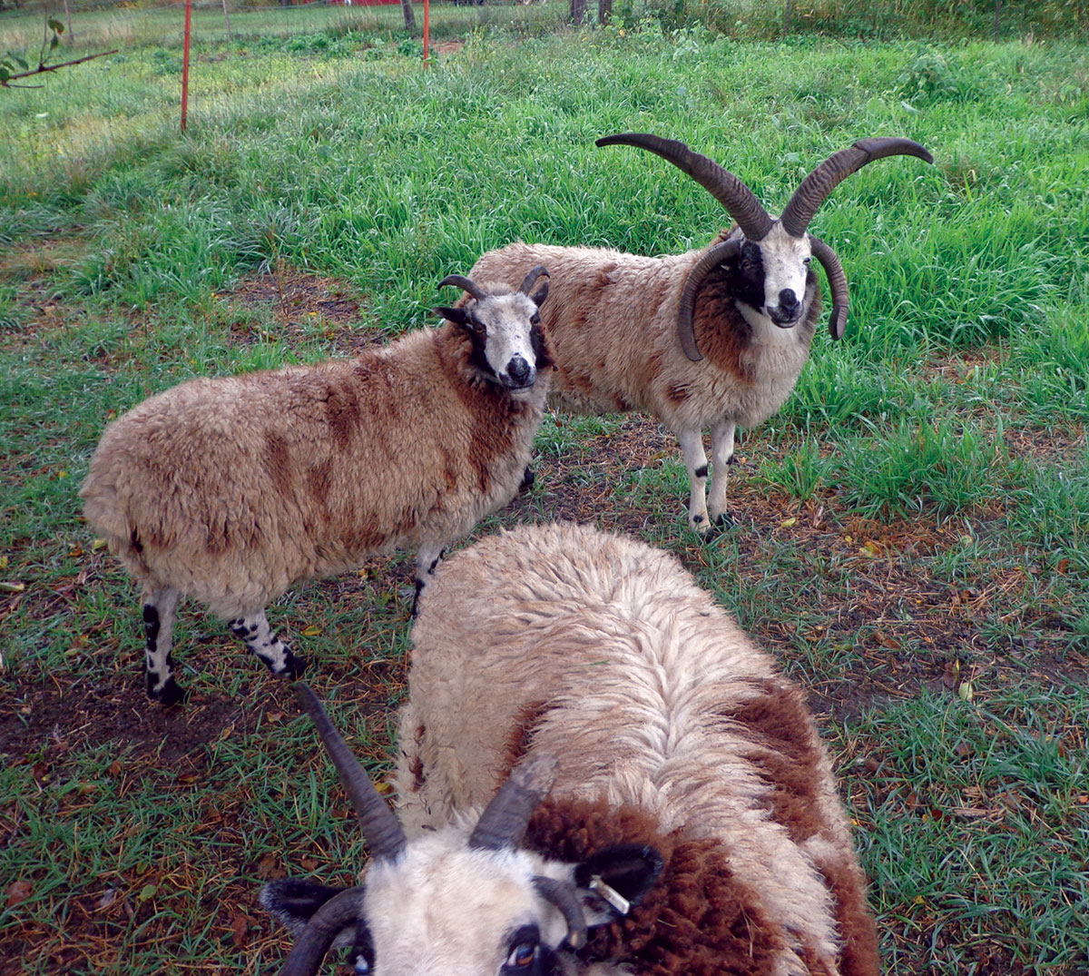 Jacob Sheep On Our Farm