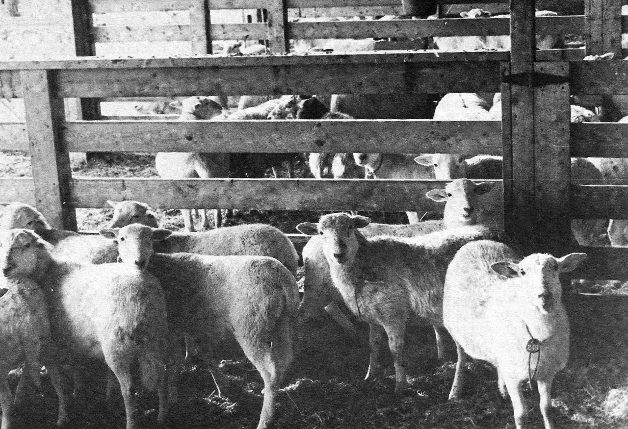 The Katahdin A Woolless Breed of Sheep