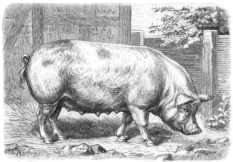 Lesser Beasts: The Lessons of Root Hog, or Die