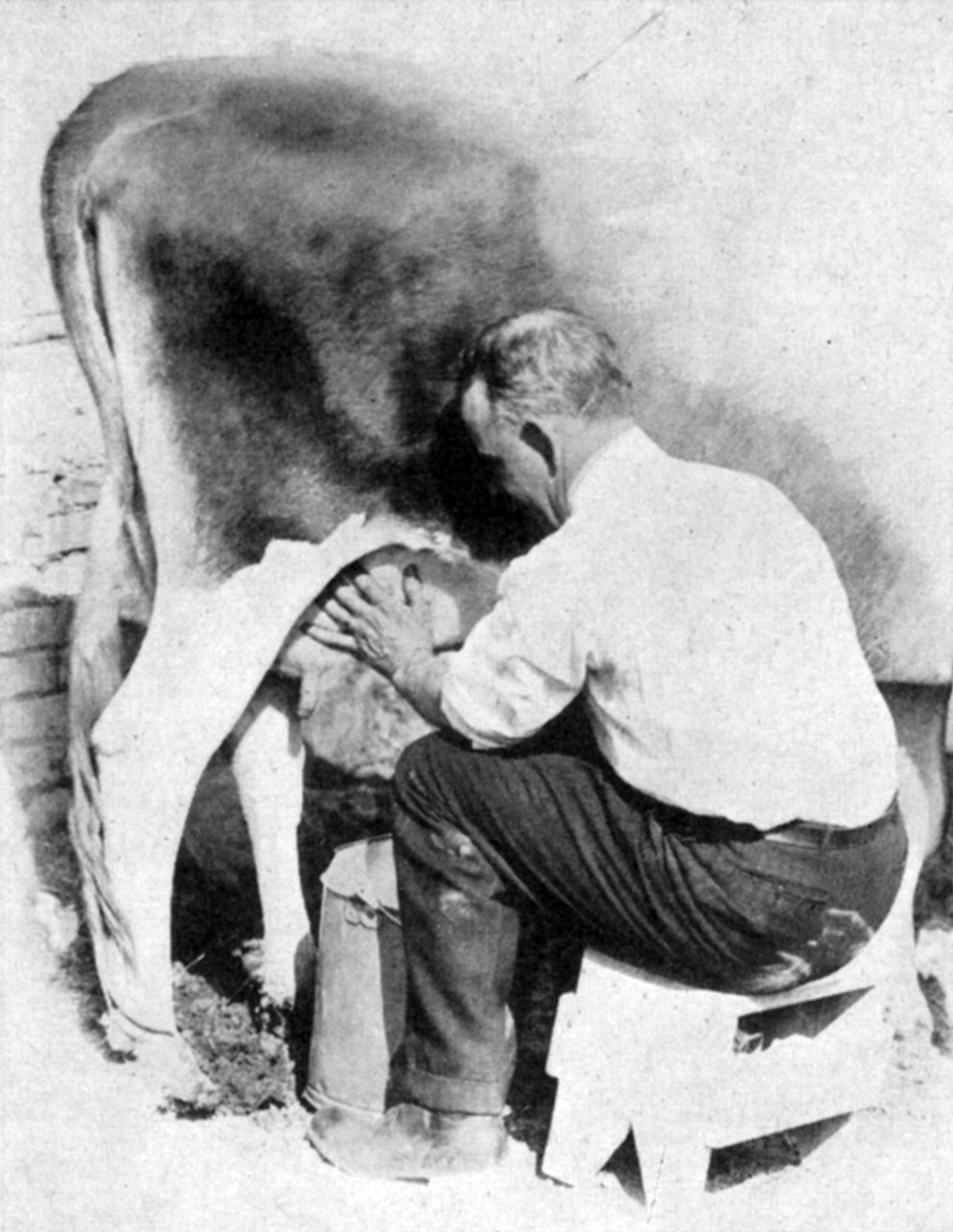 Milking the Cow Correctly