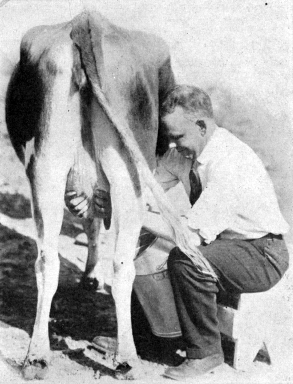 Milking the Cow Correctly