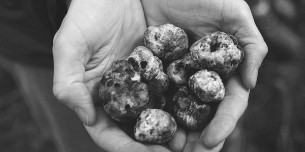 Oregon Truffle Industry is Beginning to Bear Fruit