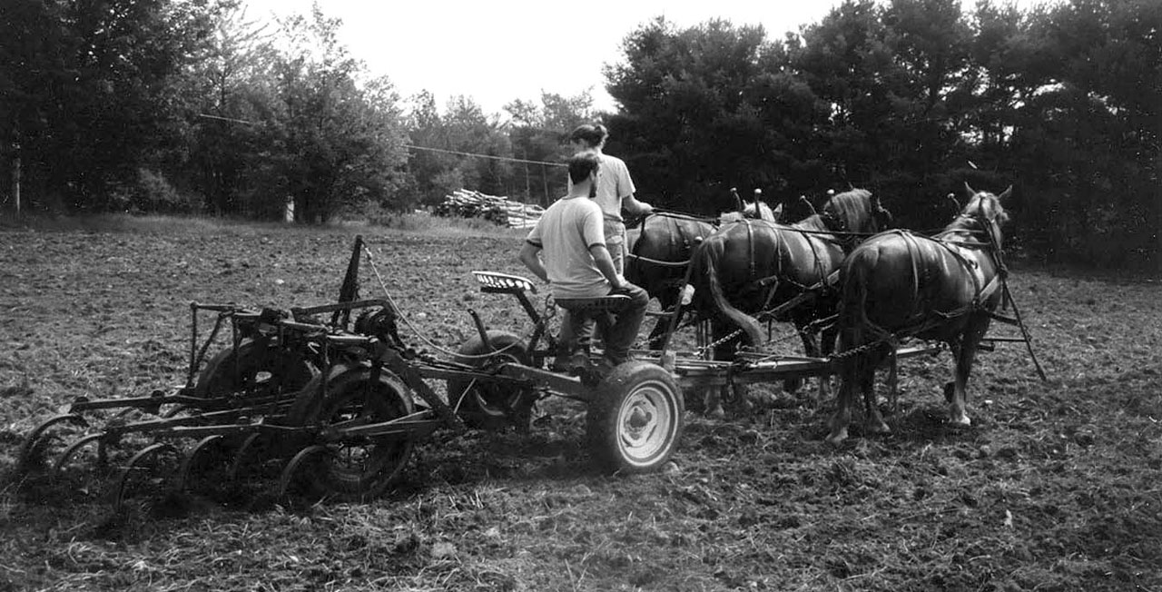 Plowing with a Draft Horse Part 2 Harrowing and Seeding