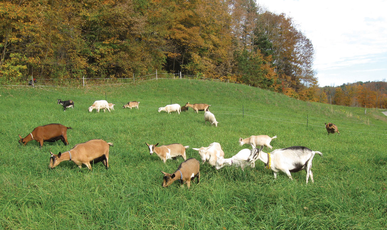 Our Journey from Poor Hill Farm to Abundant Farmstead