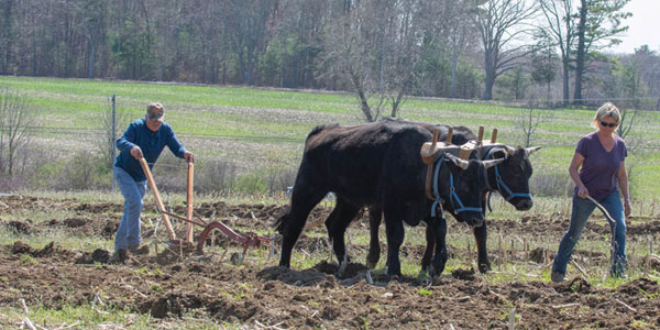 Oxen Plowing at the Whiplash Teamster Event