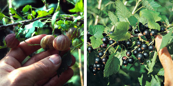 Uncommon Fruits with Commercial Potential